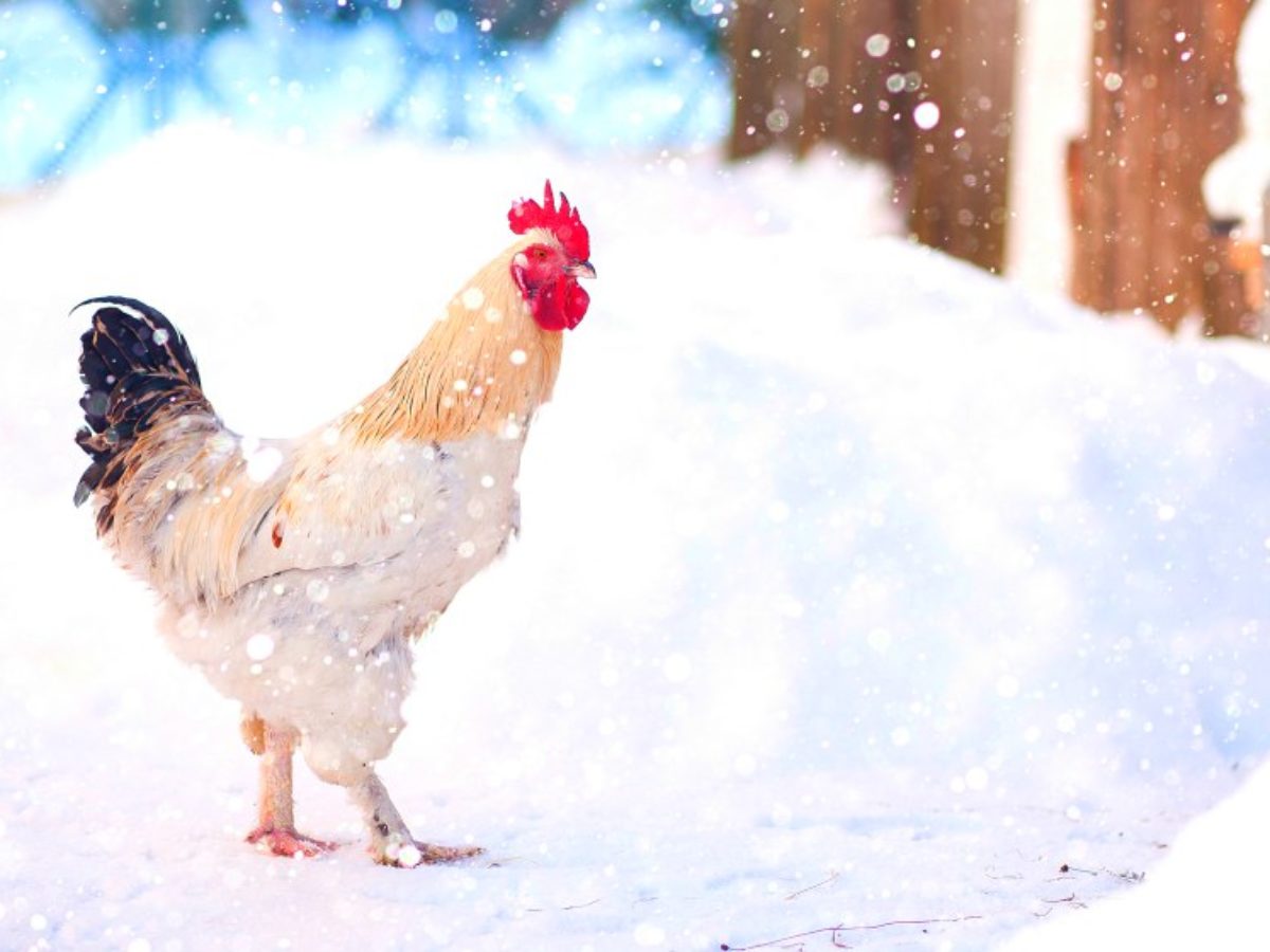 Rooster in the Snow Blank Meme Template