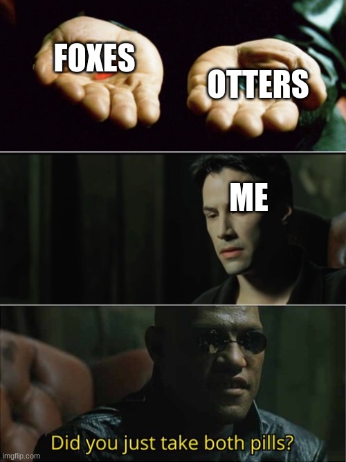 did you just take both pills | FOXES OTTERS ME | image tagged in did you just take both pills | made w/ Imgflip meme maker
