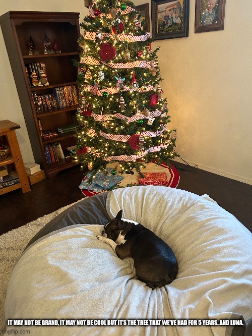 IT MAY NOT BE GRAND, IT MAY NOT BE COOL BUT IT’S THE TREE THAT WE’VE HAD FOR 5 YEARS. AND LUNA. | made w/ Imgflip meme maker