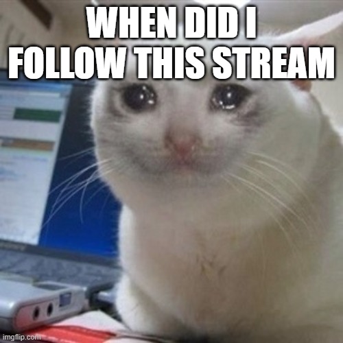 Crying cat | WHEN DID I FOLLOW THIS STREAM | image tagged in crying cat | made w/ Imgflip meme maker