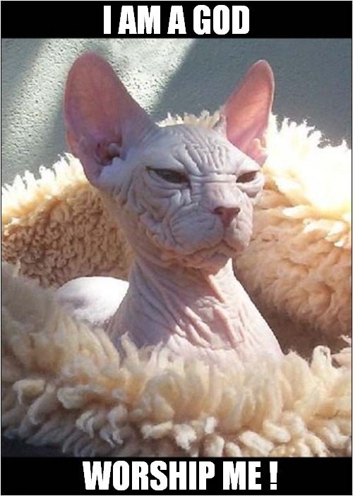 We Are Not Worthy ! | I AM A GOD; WORSHIP ME ! | image tagged in cats,gods,worship,hairless | made w/ Imgflip meme maker