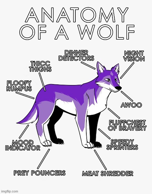 Anatomy of a wolf | image tagged in wolf,anatomy | made w/ Imgflip meme maker