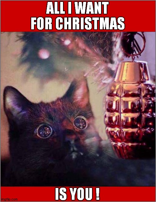 I Don't Know If I Trust This Cat ! | ALL I WANT FOR CHRISTMAS; IS YOU ! | image tagged in cats,christmas tree,grenade | made w/ Imgflip meme maker