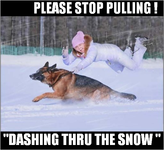 Dog Having Fun In The Snow ! | PLEASE STOP PULLING ! "DASHING THRU THE SNOW " | image tagged in dogs,snow,please stop | made w/ Imgflip meme maker