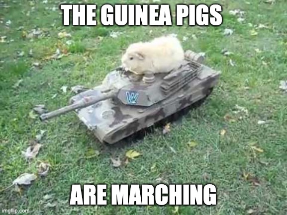 ERQNio xvxlapwi | THE GUINEA PIGS; ARE MARCHING | image tagged in guinea pig tank,guinea pig war | made w/ Imgflip meme maker