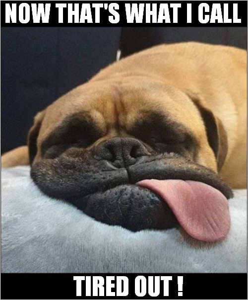 Let Sleeping Dogs Lie ! | NOW THAT'S WHAT I CALL; TIRED OUT ! | image tagged in dogs,now thats what i call,sleeping | made w/ Imgflip meme maker