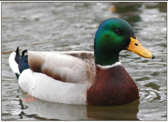 Actual Advice Mallard Meme | image tagged in memes,actual advice mallard | made w/ Imgflip meme maker