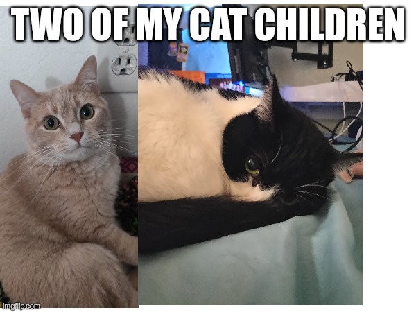 TWO OF MY CAT CHILDREN | image tagged in cats,fur babies,tuxedo cat,wheat/orange cat | made w/ Imgflip meme maker