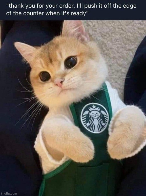 Starbucks cat! | image tagged in memes,animals,funny,cute,cats,funny memes | made w/ Imgflip meme maker