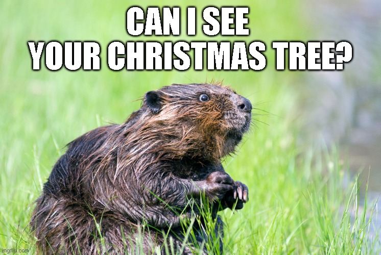 I promise I won't build a dam out of it...  maybe. | CAN I SEE 
YOUR CHRISTMAS TREE? | image tagged in eager beaver | made w/ Imgflip meme maker