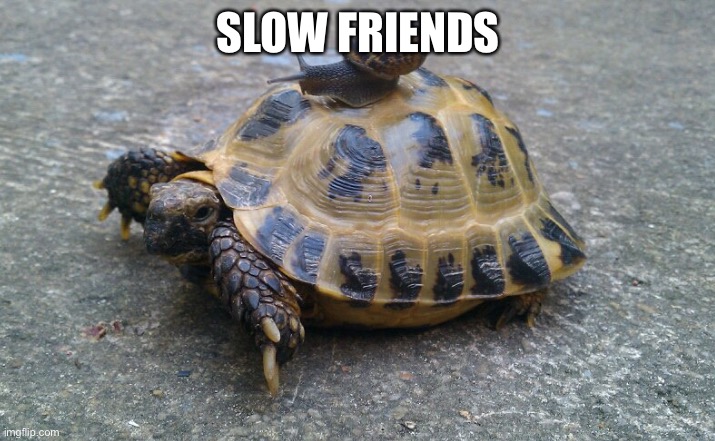 Turtle Snail | SLOW FRIENDS | image tagged in turtle snail,turtle,snail | made w/ Imgflip meme maker