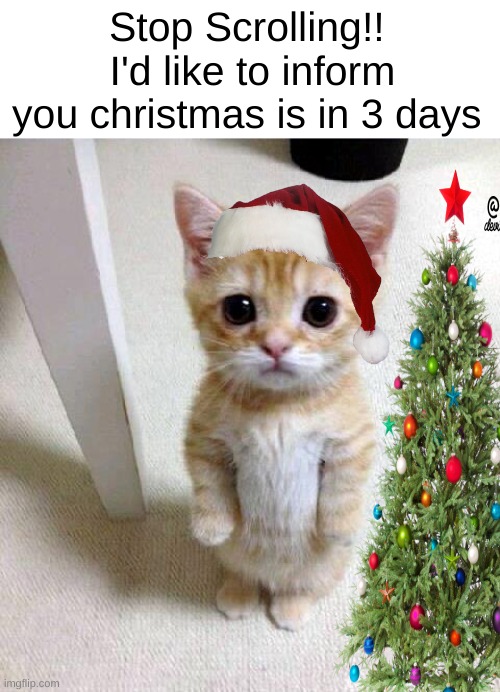 christmas |  Stop Scrolling!! 
I'd like to inform you christmas is in 3 days | image tagged in memes,cute cat,christmas,front page,cute,cats | made w/ Imgflip meme maker