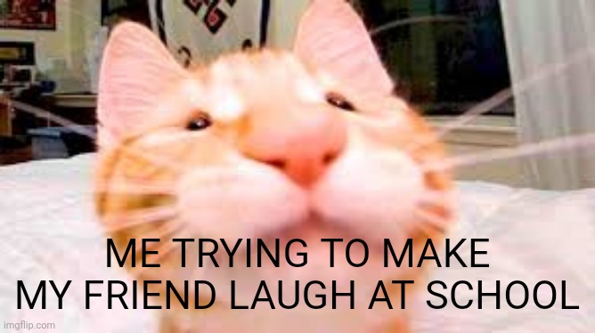 ME TRYING TO MAKE MY FRIEND LAUGH AT SCHOOL | image tagged in memes,cats,funny | made w/ Imgflip meme maker