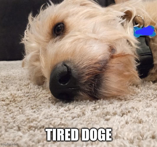 TIRED DOGE | image tagged in memes,dogs | made w/ Imgflip meme maker