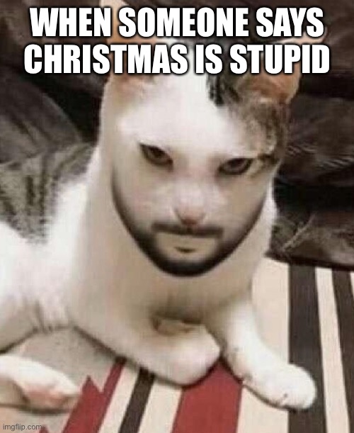 Angry cat | WHEN SOMEONE SAYS CHRISTMAS IS STUPID | image tagged in angry cat | made w/ Imgflip meme maker