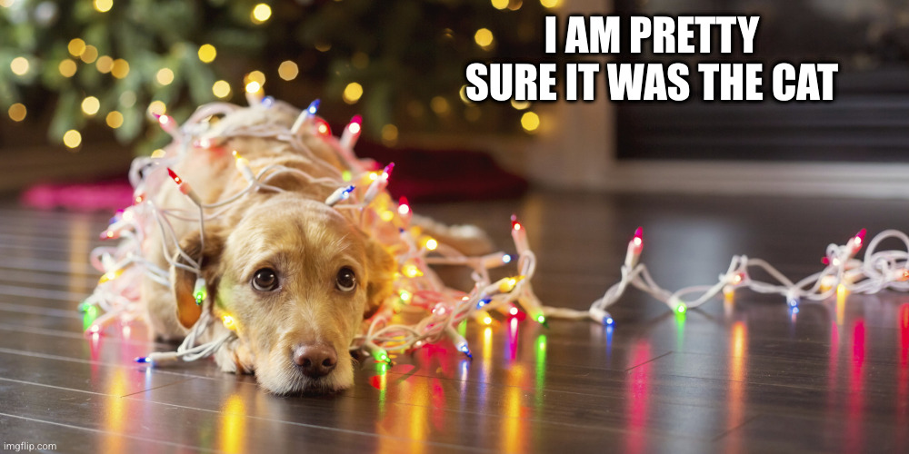 The dog will always blame the cat | I AM PRETTY SURE IT WAS THE CAT | image tagged in christmas doggie,dog,cat | made w/ Imgflip meme maker