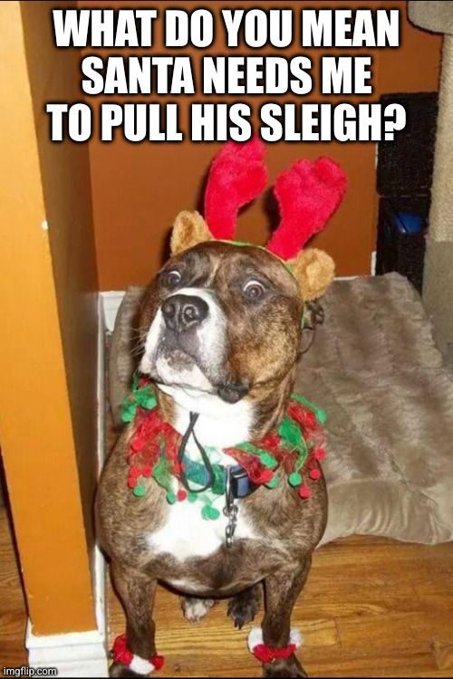 That dog is going to have a long night | WHAT DO YOU MEAN SANTA NEEDS ME TO PULL HIS SLEIGH? | image tagged in christmas truth dog,dog,dog meme | made w/ Imgflip meme maker