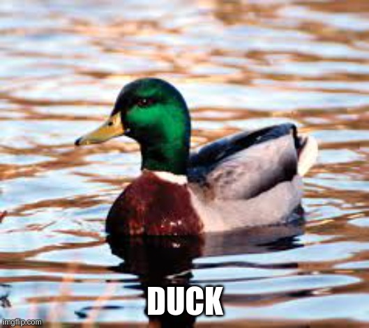 DUCK | made w/ Imgflip meme maker