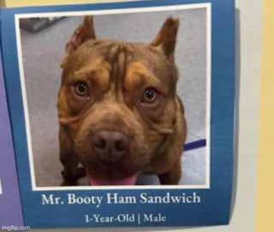Lost dog pls help find | made w/ Imgflip meme maker