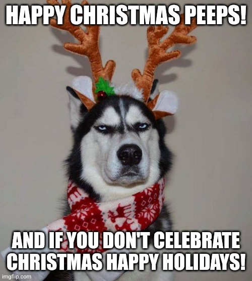 :) | HAPPY CHRISTMAS PEEPS! AND IF YOU DON'T CELEBRATE CHRISTMAS HAPPY HOLIDAYS! | image tagged in happy christmas husky | made w/ Imgflip meme maker