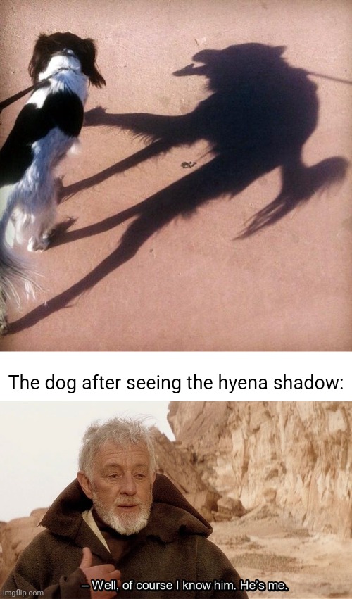 The dog's hyena shadow illusion | The dog after seeing the hyena shadow: | image tagged in obi wan of course i know him he s me,dogs,dog,memes,optical illusion,shadow | made w/ Imgflip meme maker