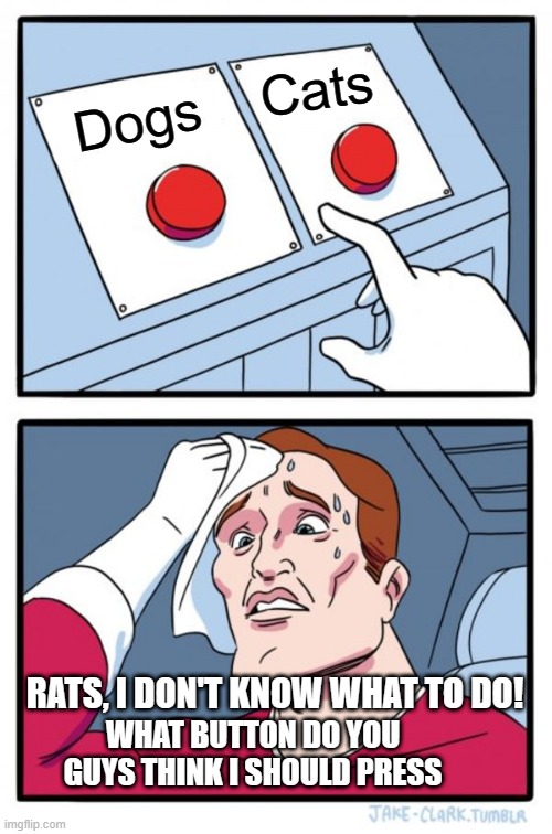 Button Problem | Cats; Dogs; RATS, I DON'T KNOW WHAT TO DO! WHAT BUTTON DO YOU GUYS THINK I SHOULD PRESS | image tagged in memes,two buttons | made w/ Imgflip meme maker