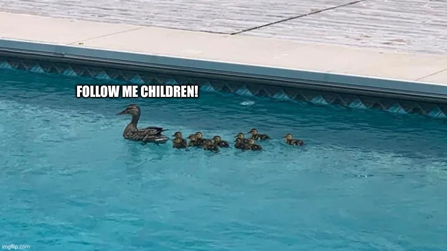 Follow the Duck in the Swimming Pool | FOLLOW ME CHILDREN! | image tagged in ducks,duck,swimming pool,memes,funny,cute | made w/ Imgflip meme maker