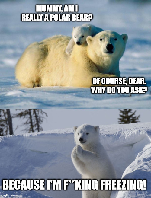 Polar Bear trouble |  MUMMY, AM I REALLY A POLAR BEAR? OF COURSE, DEAR.
WHY DO YOU ASK? BECAUSE I'M F**KING FREEZING! | image tagged in polar bears,cold,freezing,mother | made w/ Imgflip meme maker