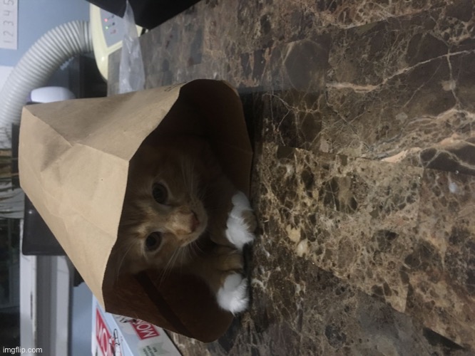 Cat in Chinese food bag | image tagged in cat in chinese food bag | made w/ Imgflip meme maker