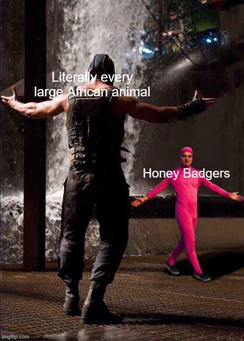 They hate leopards the most. "Come at me bro, COME AT ME!" | Literally every large African animal; Honey Badgers | image tagged in pink guy vs bane | made w/ Imgflip meme maker