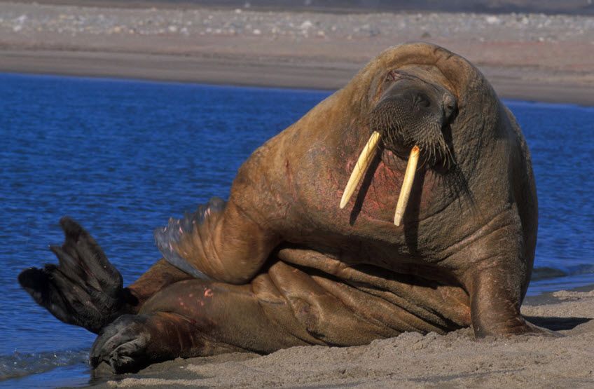 High Quality Walrus on the beach Blank Meme Template