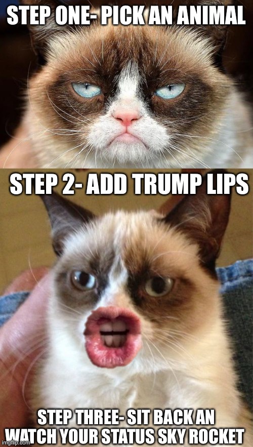 STEP ONE- PICK AN ANIMAL; STEP 2- ADD TRUMP LIPS; STEP THREE- SIT BACK AN WATCH YOUR STATUS SKY ROCKET | image tagged in memes,grumpy cat not amused,grumpy cat | made w/ Imgflip meme maker