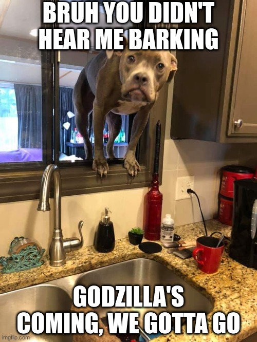 Time to go | BRUH YOU DIDN'T HEAR ME BARKING; GODZILLA'S COMING, WE GOTTA GO | image tagged in dog in window,godzilla,kaiju | made w/ Imgflip meme maker