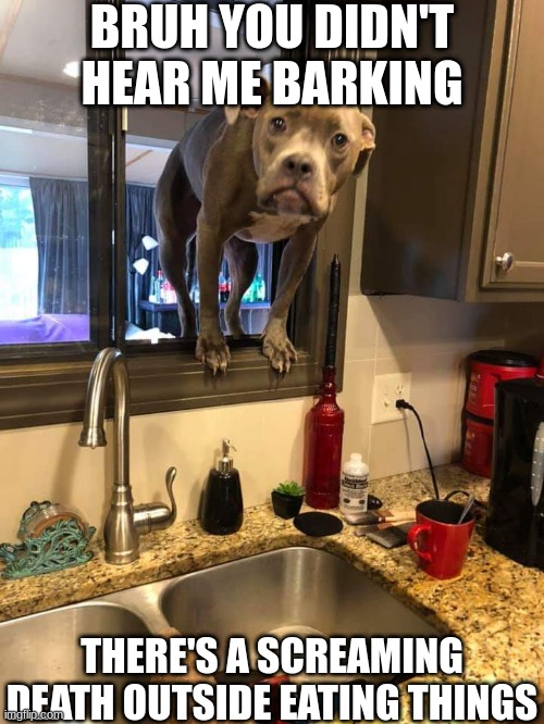 We gotta go, now! | BRUH YOU DIDN'T HEAR ME BARKING; THERE'S A SCREAMING DEATH OUTSIDE EATING THINGS | image tagged in dog in window | made w/ Imgflip meme maker
