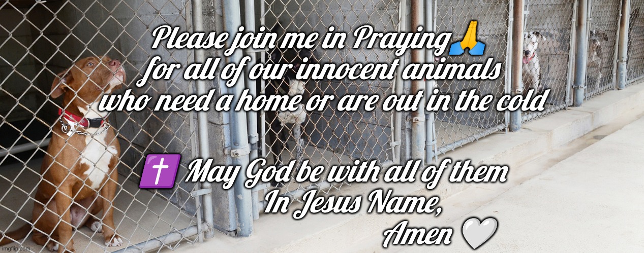Praying | Please join me in Praying🙏  for all of our innocent animals who need a home or are out in the cold; ✝️ May God be with all of them
                     In Jesus Name,                                                   Amen 🤍 | image tagged in animals | made w/ Imgflip meme maker