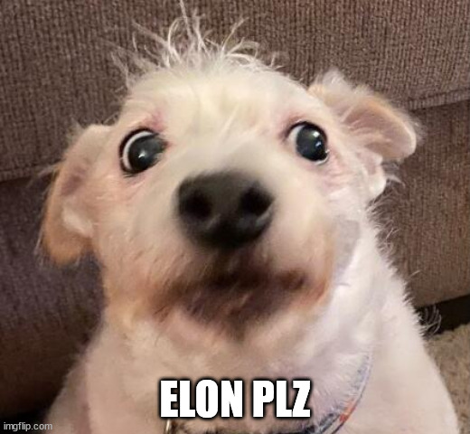 elon plz | ELON PLZ | image tagged in funny,funny memes,dog,dogs,unsure,are you sure | made w/ Imgflip meme maker