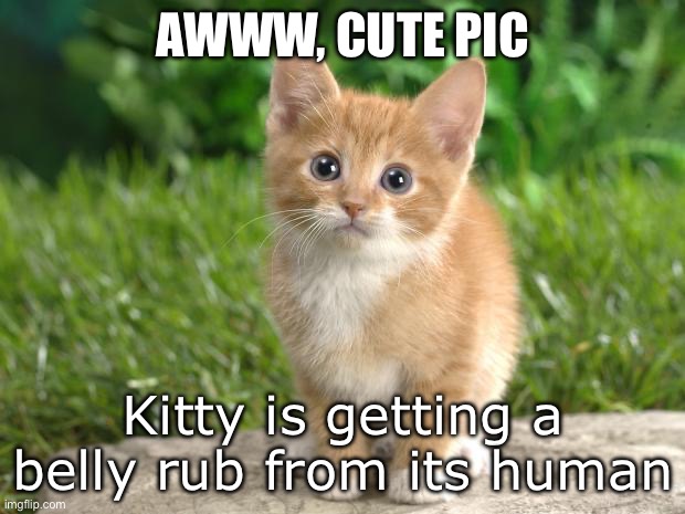 Cute cats | AWWW, CUTE PIC; Kitty is getting a belly rub from its human | image tagged in cute cats | made w/ Imgflip meme maker