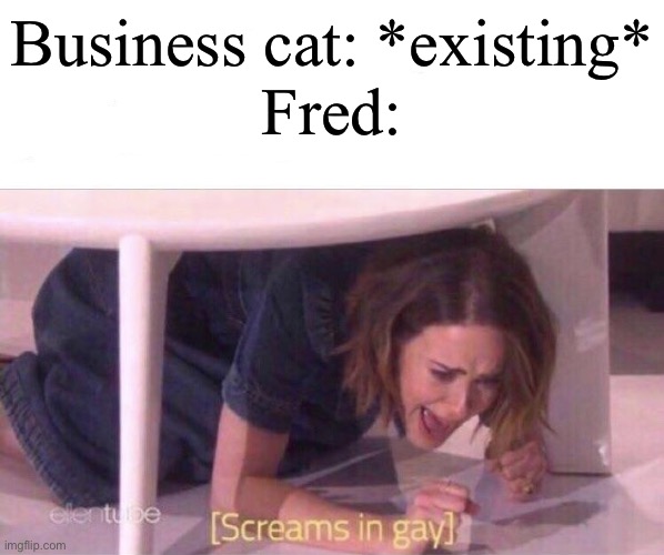 AAAAAAAAAAA | Business cat: *existing*
Fred: | image tagged in screams in gay | made w/ Imgflip meme maker
