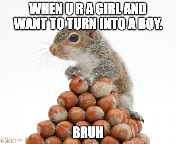 Bruh | WHEN U R A GIRL AND WANT TO TURN INTO A BOY. BRUH | image tagged in gray squirrel with pile of nuts | made w/ Imgflip meme maker