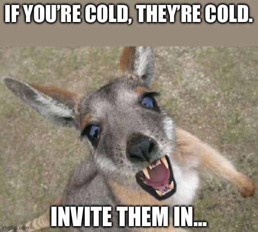 If you’re cold, they’re cold. | IF YOU’RE COLD, THEY’RE COLD. INVITE THEM IN… | image tagged in vampire kangaroo | made w/ Imgflip meme maker