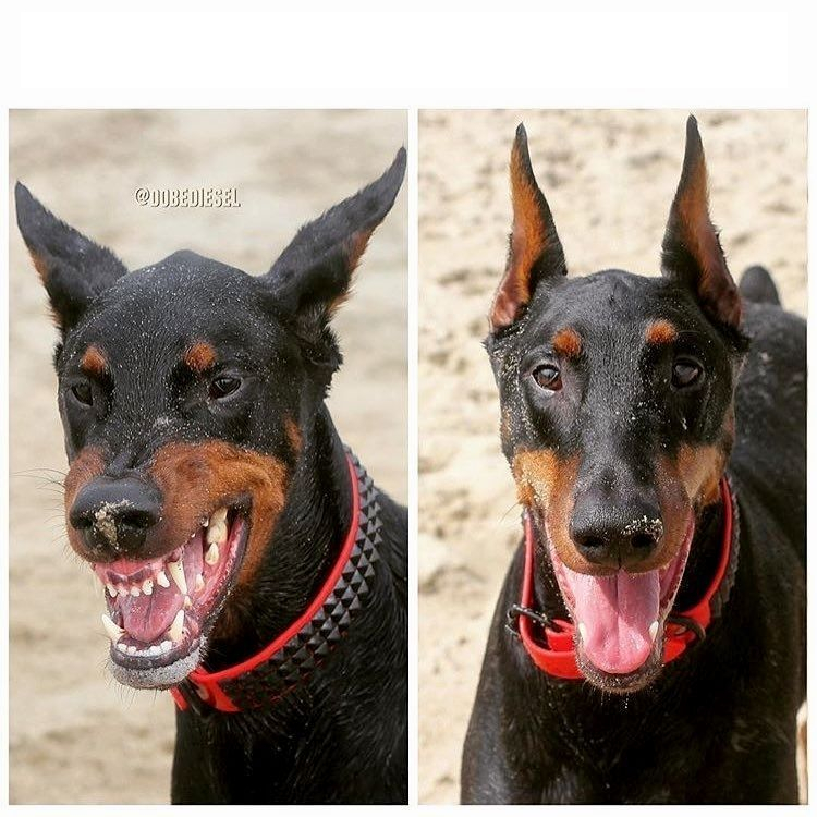 High Quality Angry vs Happy Dog Blank Meme Template