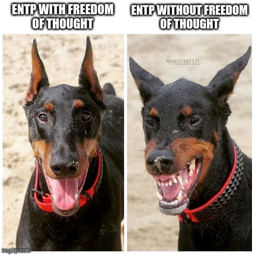 Thoughts Matter | ENTP WITHOUT FREEDOM
OF THOUGHT; ENTP WITH FREEDOM
OF THOUGHT | image tagged in happy vs angry dog,entp,freedom,freedom of speech,myers briggs,mbti | made w/ Imgflip meme maker
