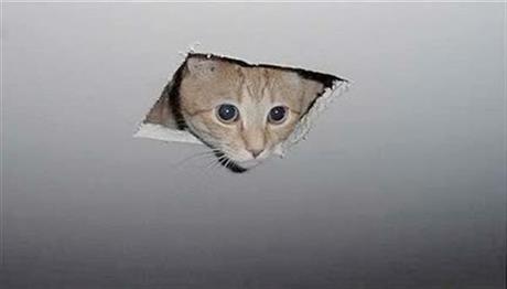 Ceiling Cat Blank Template Imgflip