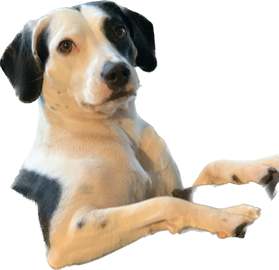 honest work dog Blank Meme Template