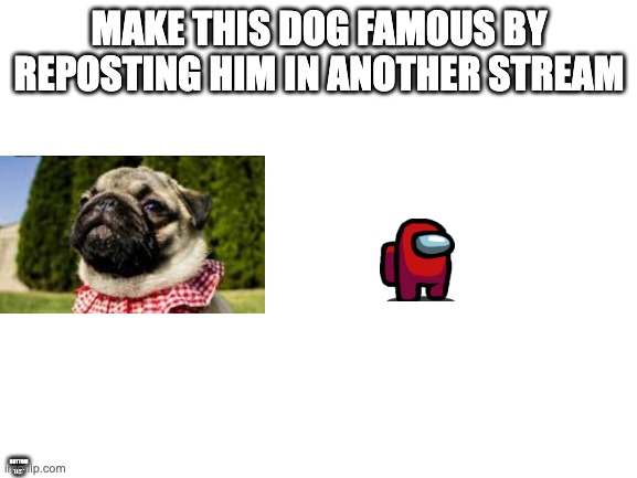 Blank White Template | MAKE THIS DOG FAMOUS BY REPOSTING HIM IN ANOTHER STREAM; BOTTOM TEXT | image tagged in blank white template | made w/ Imgflip meme maker