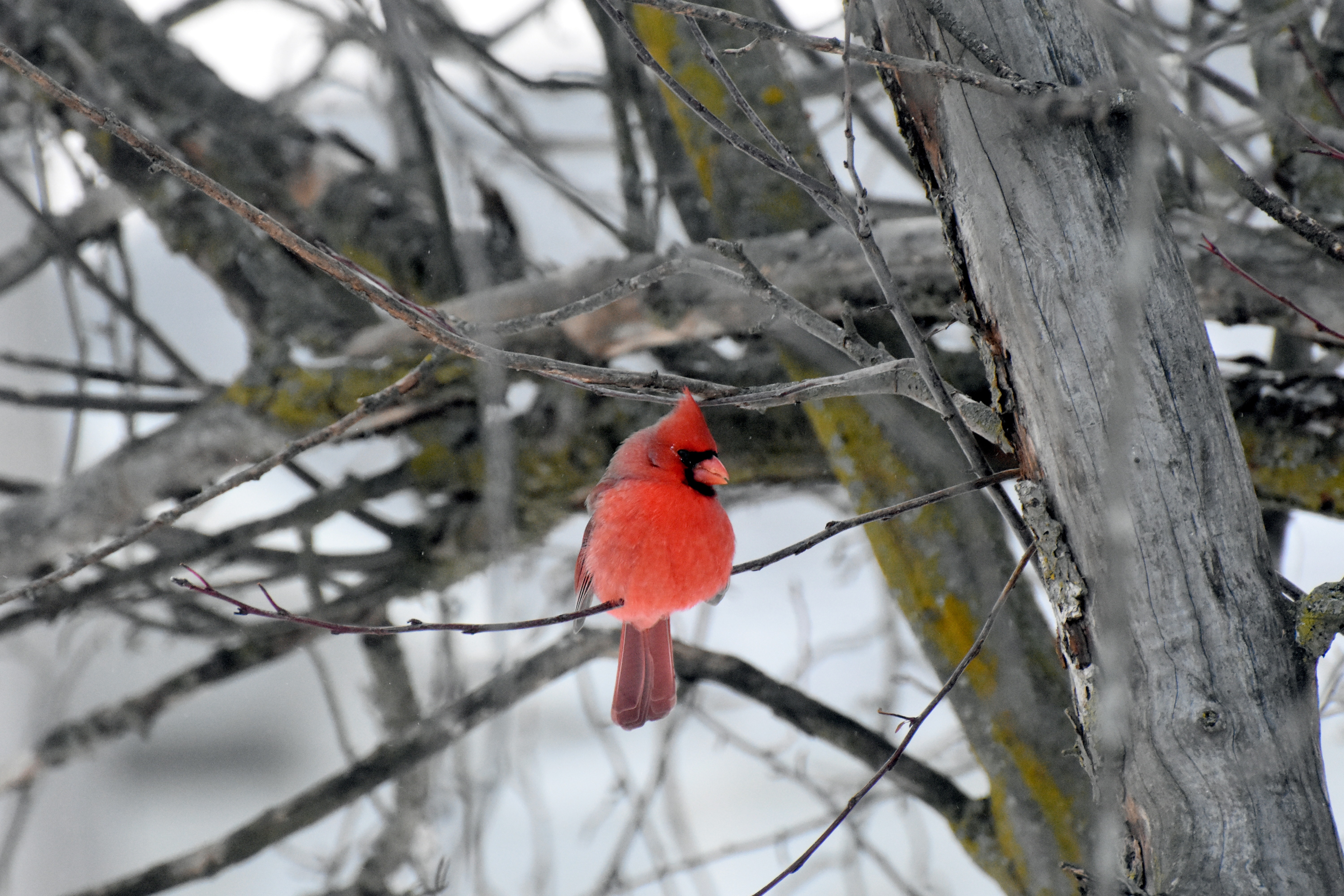 cardinal | made w/ Imgflip meme maker