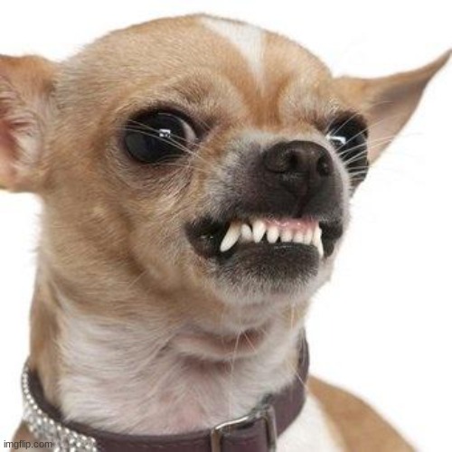 Angry chihuahua  | image tagged in angry chihuahua | made w/ Imgflip meme maker