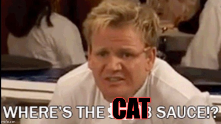Average fun stream meem | CAT | image tagged in gordon ramsay where's the lamb sauce,why are you reading this,stop it get some help | made w/ Imgflip meme maker