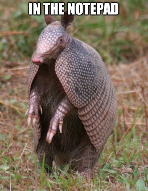 armadillo | IN THE NOTEPAD | image tagged in armadillo,mighty zip | made w/ Imgflip meme maker