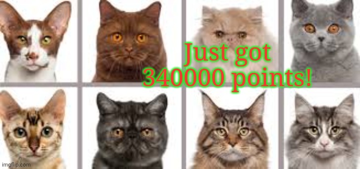 YourLocalKotek annoucment | Just got 340000 points! | image tagged in yourlocalkotek annoucment | made w/ Imgflip meme maker